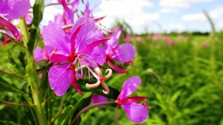 Inflorescences fireweed le buntáistí nach féidir a shéanadh do na fir