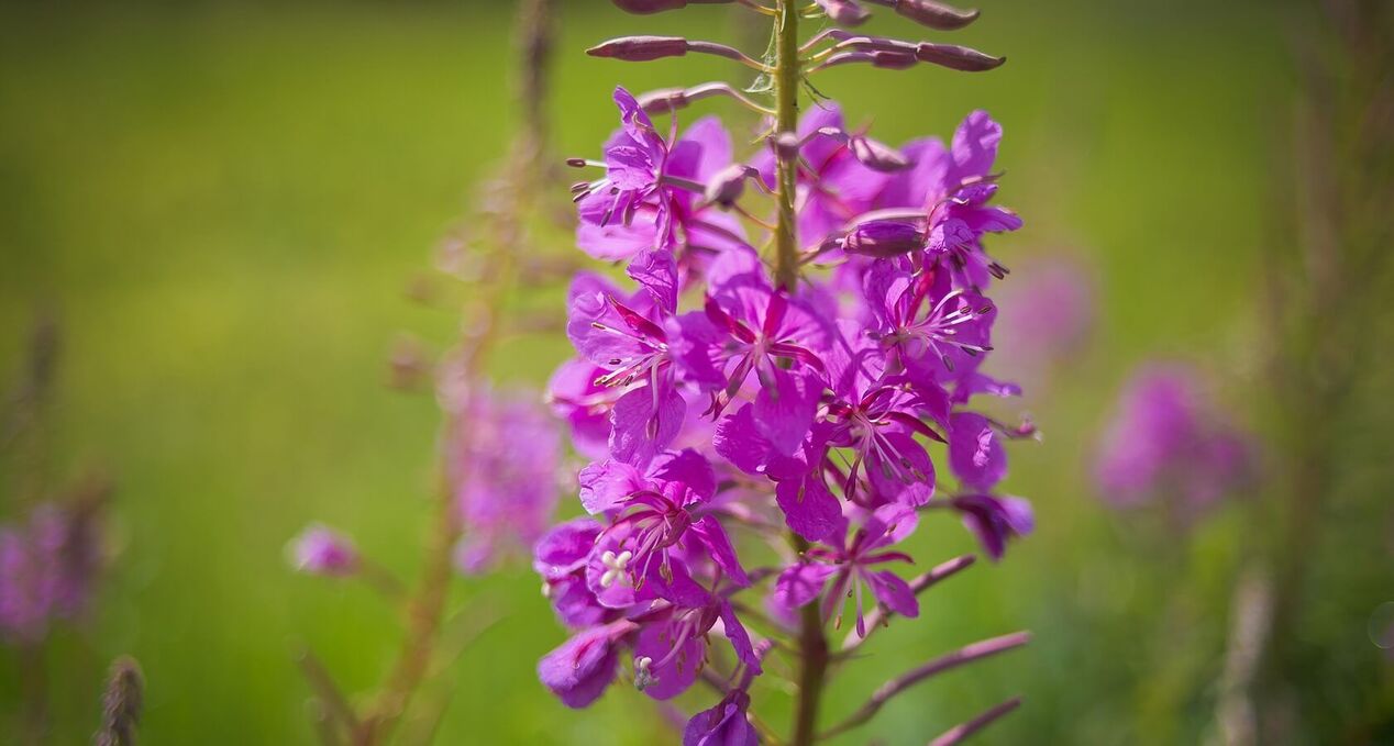 fireweed le haghaidh sláinte na bhfear