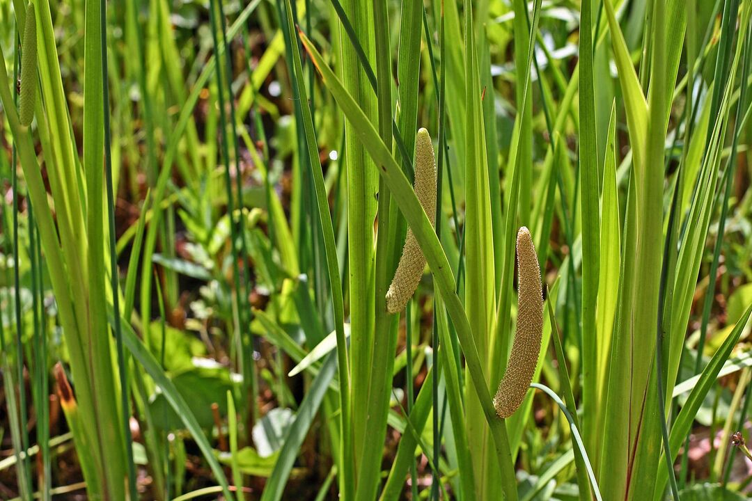 luibh calamus le haghaidh potency