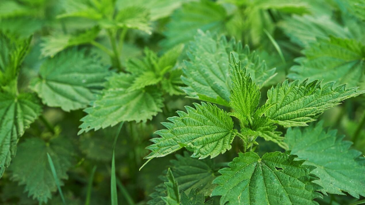 nettle luibh le haghaidh potency